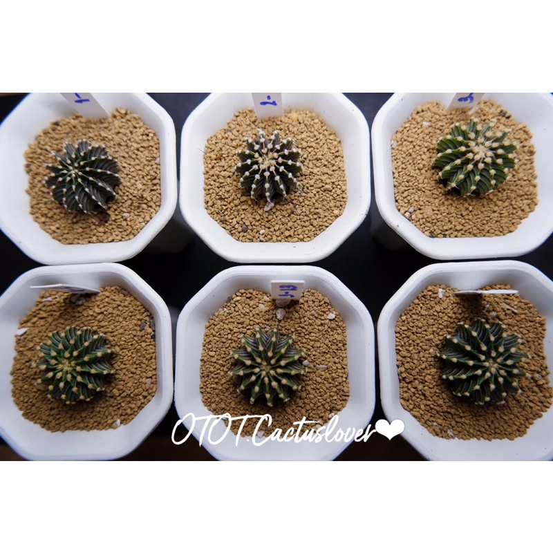 13 พู LB2178 แท้ ไม้เมล็ด Cactus ยิมโน LB2178 13พู คัดฟอร์ม~~3c.m.(เลือกได้/ส่งทั้งกระถาง)