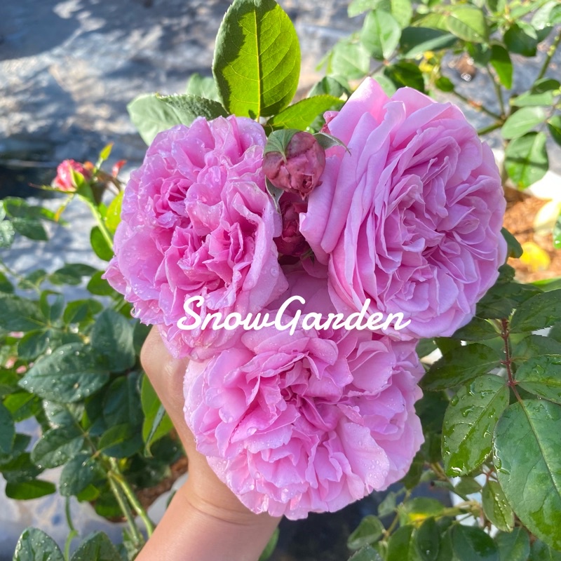 กุหลาบ 🌹 Bishop's  (ติดดอก) บิชอป ดอกหอมมากกกกก 🌸 Bishop's (ส่งติดดอก) แบบถุง