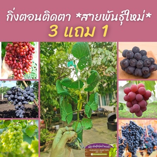 ต้นองุ่น🍇🍷สายพันธุ์ใหม่ล่าสุด นำเข้าจากต่างประเทศ🌴กิ่งตอนติดตา