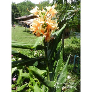 มหาหงส์ด่างHedychium Dr.Moy