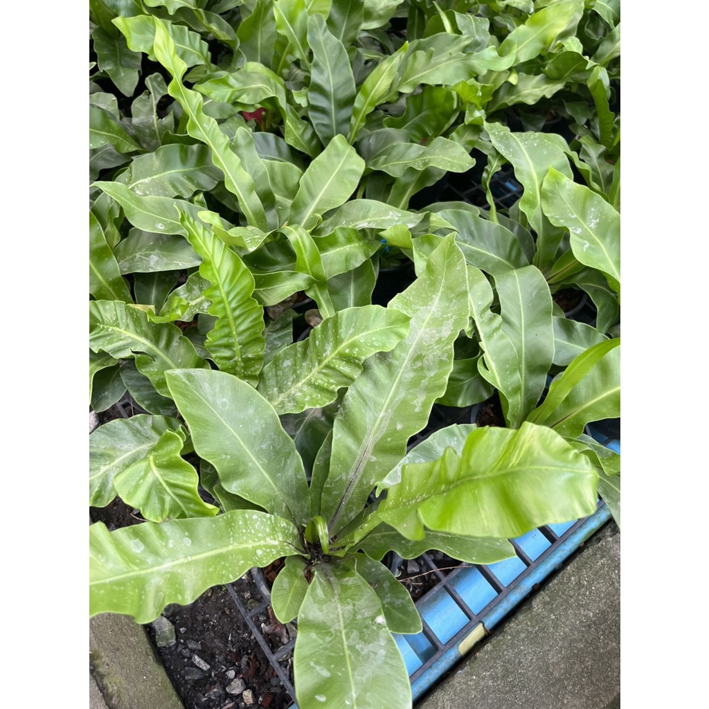 มุมมอง 3