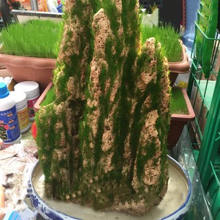เมล็ดหญ้าสำหรับตกแต่งบอนไซ 100 เมล็ด  Bonsai Grass (ไม่ใช่เมล็ดมอส) เมล็ดนำเข้า