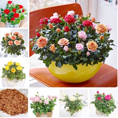 200 เมล็ด ดอกกุหลาบ สีคละสี พันธุ์แคระ กุหลาบจิ๋ว Rose Seeds ต้นกุหลาบแคระ ต้นดอกไม้สวยๆ เมล็ดดอกไม้ ต้นไม้มงคล