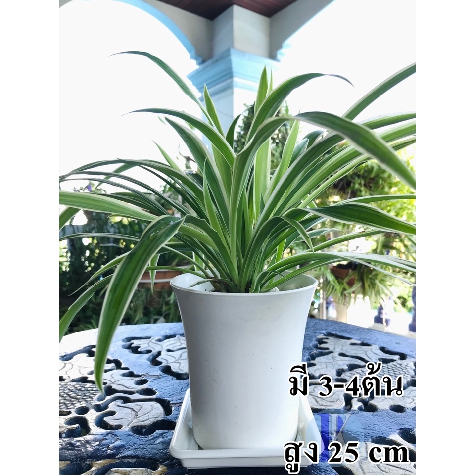 ต้นว่านเศรษฐีเรือนนอก (Spider Plant / Airplane Plant) พร้อมกระถางขาว+จานรอง