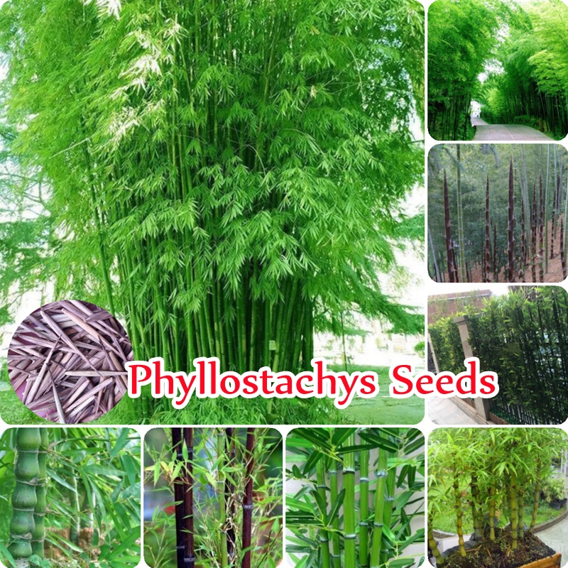 เมล็ดพันธุ์ 50 เมล็ด ไผ่บงหวาน Phyllostachys Seeds Plant Seed ต้นไม้มงคล ต้นไม้ เมล็ดพันธุ์ ยาวนาน หน่อดก ออกหน่อทั้งปี