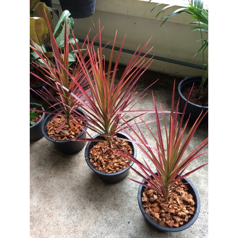 เข็มสามสี Rainbow tree ไม้ประดับ ไม้ฟอกอากาศ พร้อมกระถาง  8 นิ้ว(1ต้น/แพค)