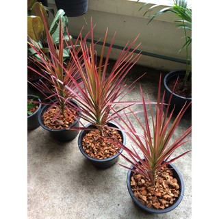 เข็มสามสี Rainbow tree ไม้ประดับ ไม้ฟอกอากาศ พร้อมกระถาง  8 …