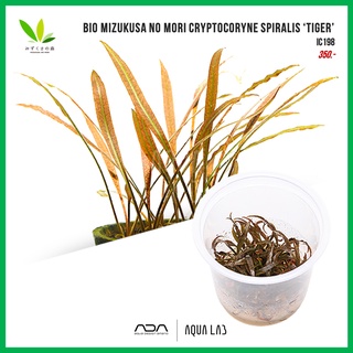 BIO Mizukusa no Mori Cryptocoryne spiralis ‘tiger’ [ไม้น้ำ - Aquatic Plant]