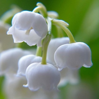 หัวน้ำหอม Lily of the valley 001134  ไม่เร่งเทรซ