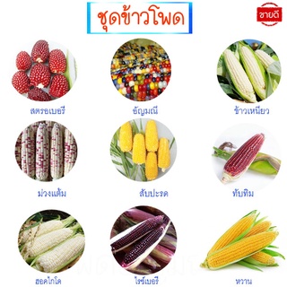 ข้าวโพด📌10แถม1!!🎯ถูกที่สุด10บ.🎯เมล็ดพันธุ์ข้าวโพดทุกสายพันธุ์2-10เมล็ด🌽ปลูกง่าย🌽พันธุ์แท้🌽ทานอร่อย