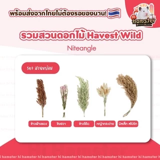 [Hi Hamster] พร้อมส่ง‼️ Harvest Wind Flexseed ธัญพืช มิลเล็ต รองกรง หญ้า Niteangle แอสเพน สัตว์เลี้ยง แฮมสเตอร์