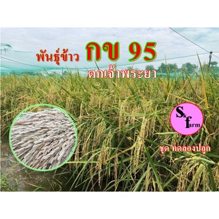 พันธุ์ข้าวกข95ดกเจ้าพระยาชุดทดลองปลูก 500 กรัม
