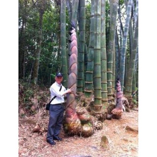 เมล็ดพันธุ์ ไผ่หน่อยักษ์ (Giant bamboo) บรรจุ 10 เมล็ด ลำต้นใหญ่ หน่อใหญ่ รัปประทานนำไปทำอาหารได้ นิยมปลูกมาก