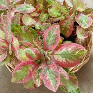 Episcia "ปีกัสโซ่"กระถาง3นิ้ว