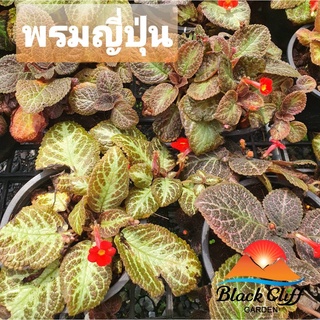 ต้นพรมญี่ปุ่น blackcliffgarden ไม้ใบ ไม้ในร่ม ไม้ฟอกอากาศ