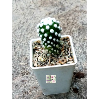 ต้นกระบองเพชร แมมโอรุกะ Mammillaria gracilis Oruga cactus น่ารัก สายพันธุ์ญี่ปุ่นกระถาง 2"ฟอกอากาศได้ น่ารักมาก