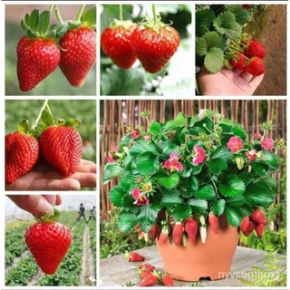 ขายดี สวนครัว/เมล็ดพันธุ์ สตรอเบอร์รี่ยักษ์   เมล็ดพันธุ์สตอเบอรี่ Strawberry Seeds 500เมล็ด/อิ/อินทรีย์ คละ สวนครัว ดอก