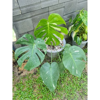 มอนสเตอร่า ไทคอน(Monstera Thai Constellation)ต้นใหญ่