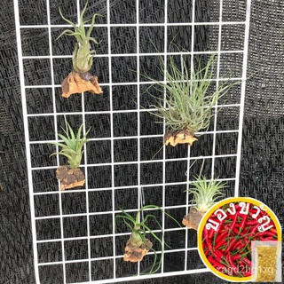 Air plant - Tillandsia on Corkbark Hanger Selection *Shop Online Deal* *Gift*男装/种子/裙子/向日葵/生菜/内裤/上衣/帽子/seeds/鲜花/ 7IDG