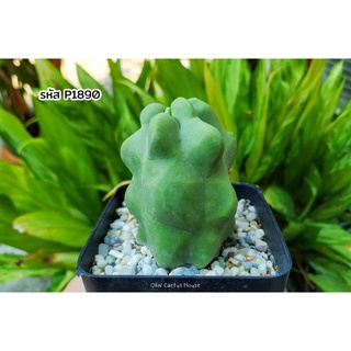 โลโฟซีรีอุส ซูตทิอาย มอนส์ (Lophocereus schottii montrose) กระบองเพชร ต้นกระบองเพชร ไม้อวบน้ำ