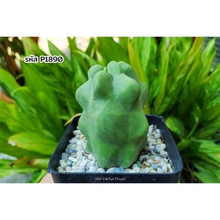 โลโฟซีรีอุส ซูตทิอาย มอนส์ (Lophocereus schottii montrose) กระบองเพชร ต้นกระบองเพชร ไม้อวบน้ำ