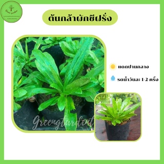 ต้นผักชีฝรั่ง ผักชีใบเลื่อย พร้อมปลูก 3 ถุง 100บาท คละกันได้