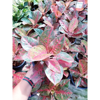 (Aglaonema)ทรัพย์มงคลกระถาง8นิ้ว‼️ ราคาถูก