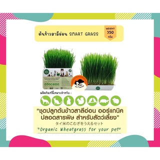 SMART GRASS ชุดปลูกต้นข้าวสาลีอ่อน ออร์แกนิค ปลอดสารพิษสำหรับสัตว์เลี้ยง 350 g