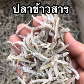 ปลาข้าวสาร ปลาข้าวสาร