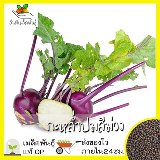 เมล็ดพันธุ์ กะหล่ำปม สีม่ว เมล็ด Purple Vienna Kohlrabi Seed เมล็ดพันธุ์แนำเข้าจากต่า（นี่มันเมล็ดพืช ไม่ใช่พืช!）