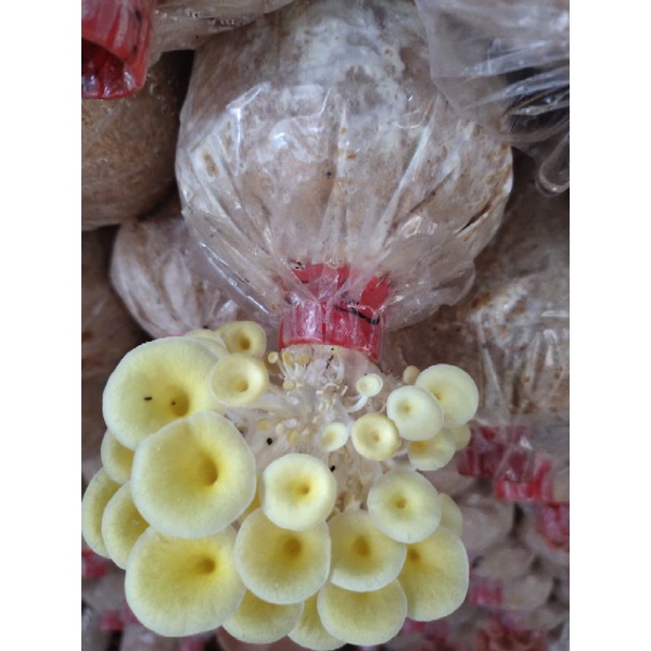 เห็ดนางรมทอง เห็ดคอลลาเจน เห็ดสุขภาพ เซท3ก้อน กรอบหอมรสชาติดี เชื้อ เดิน เต็ม แล้วค่ะ - รูปที่ 4