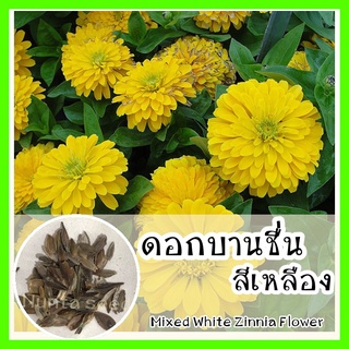 พร้อมส่ง ❗ รหัส  141 เมล็ดพันธุ์แท้ OP แท้  ดอกบานชื่นสีเหลือง - Mixed Yellow Zinnia Flower มีทั้งกลีบซ้อนและไม่ซ้อนคละก