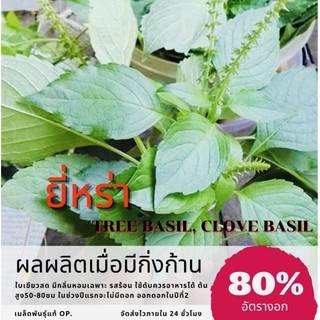 เมล็ดพันธุ์ ยี่หร่า 125 เมล็ด หรือกระเพราควาย ใบยี่หร่า Shrubby Basil สำหรับนำไปปลูก(ซื้อ 10 แถม 1 คละอย่างได้)