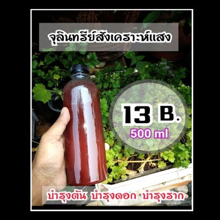 13 บาท จุลินทรีย์สังเคราะห์เเสง