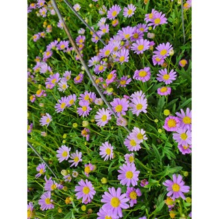 ต้นดอกเดซี่  ดอกเล็ก สีสวย พุ่มใหญ่🌼🌼สวยๆ คะ