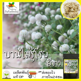 เมล็ดพันธุ์ บานไม่รู้โรย สีขาว 40 เมล็ด Globe amaranth white เมล็ดพันธุ์แท้ นำเข้าจากต่างประเทศ ปลูกผัก สวนครัว ถูกดี