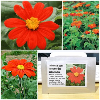 เมล็ดพันธุ์ ทานตะวันเม็กซิกัน (Mexican Sunflower Seed) บรรจุ 100 เมล็ด คุณภาพดี ราคาถูก ของแท้ 100%