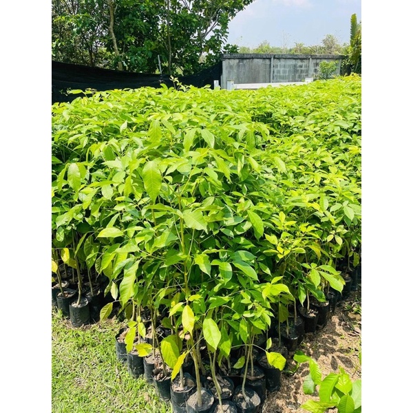 ต้นชมพูพันธุ์ทิพย์ สูง80-100ซม.(ได้ชื่อว่าต้นซากุระเมืองไทย🌸) - รูปที่ 3