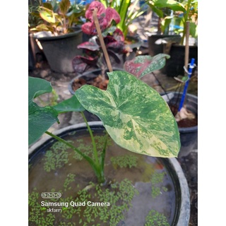 colocasia yellow splashบอนนาญี่ปุ่นด่าง บอนนาญี่ปุ่น