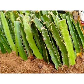 กิ่งแก้วมังกร สีขาว สีแดง เจ้าของสวนขายเองขั้นต่ำ 10 กิ่งแถม 1 กิ่ง (ตัดสดวันต่อวัน)