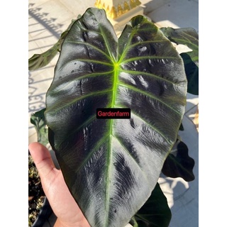 Colocasia Aloha บอนอโลฮ่าชำในกระถางรากเดินดี