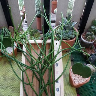 กิ่ง พญาไร้ใบตัดสด Euphorbia tirucalli, Pencil Cactus