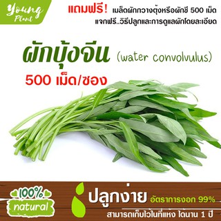 เมล็ดผักสลัด ผักบุ้ง 500เมล็ด อัตราการงอก99% (แถมฟรี! เมล็ดกวางตุ้งหรือผักชี 500เม็ด)