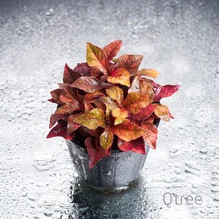 แดงชาลีหรือมณีล้อมเพชร ต้นไม้สู้แดดใบสีส้มแดงตลอดปีสีเจ้มจ้น aerva red velvet