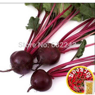 non-gmo outdoor Garden beet Plants 40 Seeds Boltardy beetroot organic Vegetable Seeds Free Shippingseeds/裙子/园艺/向日葵/母婴/玫瑰