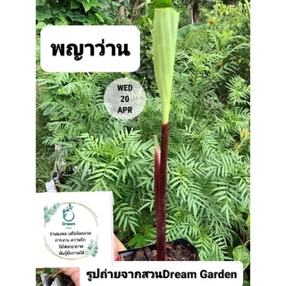 พญาว่าน 🌿ว่านมงคล เสริมสิริมงคลชีวิต
