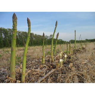 เมล็ด หน่อไม้ฝรั่ง พันธุ์เมรี่ วอชิงตัน - Mary Washington Asparagus