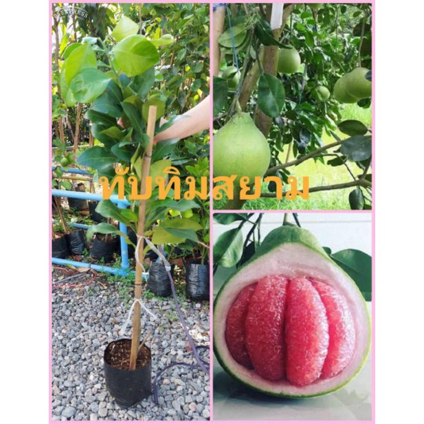 ต้นส้มโอทับทิมสยาม​  🔥มีเนื้อสีแดงเข้มเหมือนสีทับทิมกิ่งตอนชำแล้ว พร้อม​ปลูก​ ขนาดสูง 70-90 ซม.​พันธุ์แท้​🔥