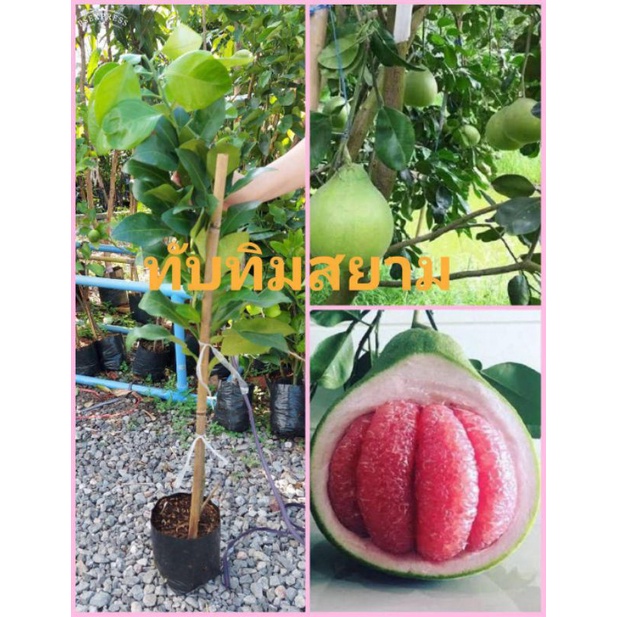 ต้นส้มโอทับทิมสยาม​  🔥มีเนื้อสีแดงเข้มเหมือนสีทับทิมกิ่งตอนชำแล้ว พร้อม​ปลูก​ ขนาดสูง 70-90 ซม.​พันธุ์แท้​100​%🔥