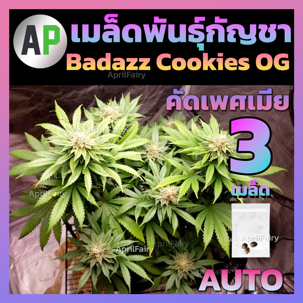 [ ♀️คัดเพศเมีย ] เมล็ดกัญชา สายพันธุ์ Badazz Cookies OG AUTO ออโต้ เมล็ดพันธุ์กัญชา นอก บรีดไทย เมล็